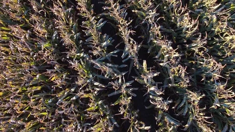 4K. Low flight and takeoff above corn field, aerial top view with rotation. Vídeo Stock 71891761