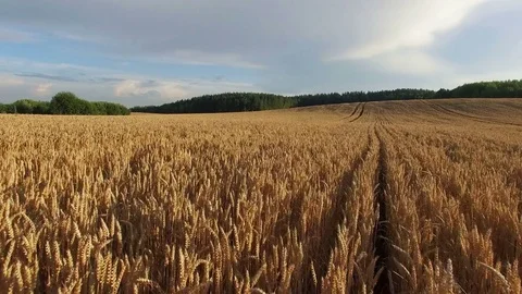 4K. Low flight and takeoff above ripe crop field at sunset, aerial view. 動画素材 71893572