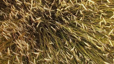 4K. Low flight and takeoff above ripe wheat field, aerial view. 動画素材 72184914
