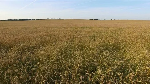 4K. Low flight and takeoff above crop field at sunset, aerial panoramic view. Stock Footage 75665733