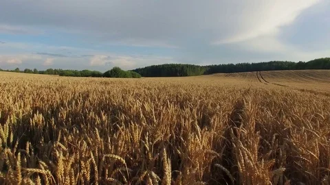 4K. Low flight and takeoff above crop field at sunset, aerial panoramic view. Vídeo Stock 75665809