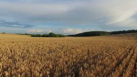 4K. Low flight and takeoff above crop field at sunset, aerial panoramic view. Stock Footage 75670655