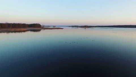 4K. Low flight over wild lake with ducks in winter on sunset, aerial view. 動画素材 82176400