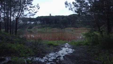 4K Low-Flying to Up-And-Over Trees Drone Shot, South Africa Stockbeeldmateriaal 157324457