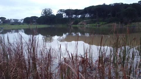 4K Low-Flying Drone Shot Over Reeds and Dam, South Africa Stockbeeldmateriaal 157324025