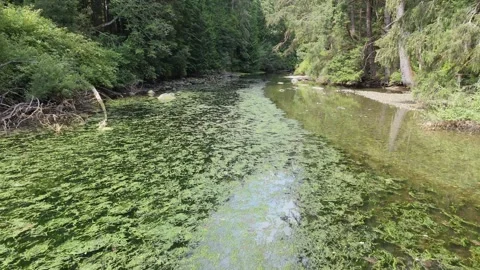 4K Low Forest River Flyover - Vancouver Island, Canada Stock Footage 321117120