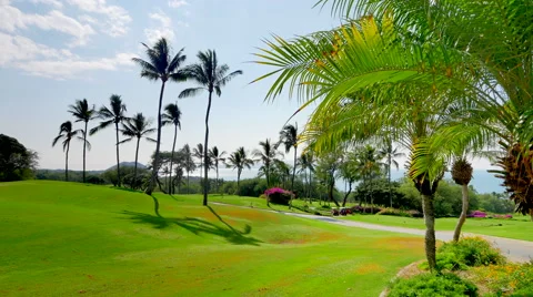 4K Lush Palm Tree Leaves and Palm Trees and Green Golf Course Stock Footage 64779033
