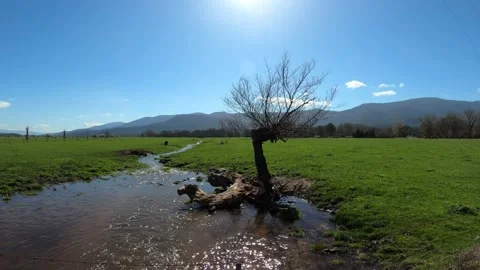 4K lush valley with running stream and leafless tree Stock Footage