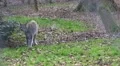 4k Lynx bobcat marking his terrain stock footage 4k or 4k+ Resolution
