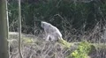 4k Lynx bobcat sitting on fallen tree stock footage 4k or 4k+ Resolution