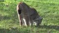 4k Lynx closeup walking sunny meadow exploring terrain 4k or 4k+ Resolution