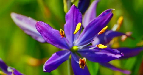 4K Maco Shot of Common Camas, Camassia Quamash on a Bright Spring Day Stock-Footage 49088921
