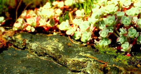 4K Maco Shots of Broad-leaved stonecrop, Sedum Spathulifolium Stock Footage 49090128