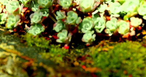 4K Maco Shots of Moss on Rocks, Broad-leaved stonecrop, Sedum Spathulifolium Stock Footage 49089984