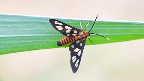 4K Macro of Amata sp. Wasp Moth Transparent Wing Detail on Natural Green Leaf. Stock Footage 319339997