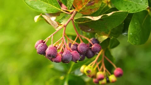 4K Macro Aronia Berries Cluster on Branch Ripe Unripe Foliage Organic Food .. Vídeos de archivo 340545073
