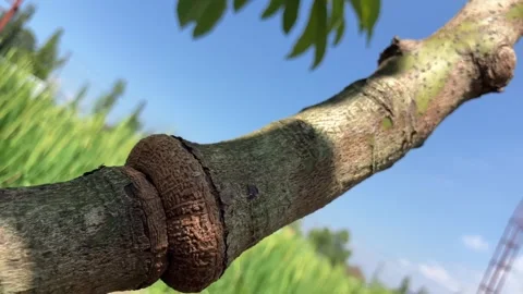 4K Macro Avocado Tree Girdling for Fruit Induction Vídeos de archivo 334170300