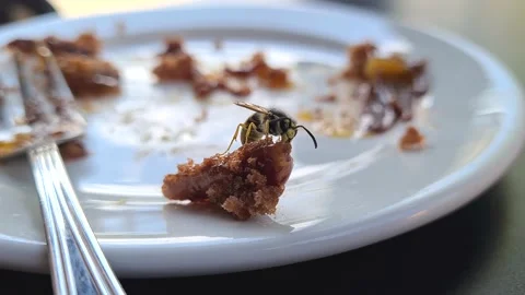 4K Macro of a Bee eating a piece of cake Stock Footage 212947841