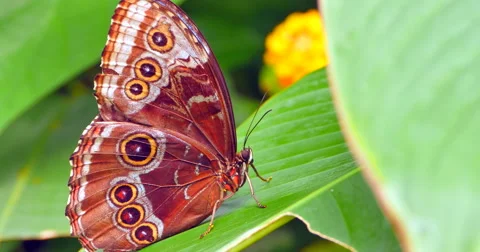 4K Macro Brown Butterfly on Leaf, Close Up Shot Stock Footage 51416337