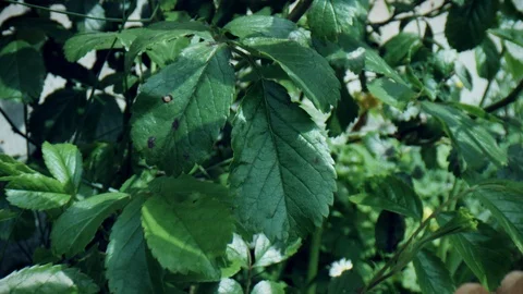 4k Macro Bug Eye View Through Plants and Leaves Stock Footage 106786192