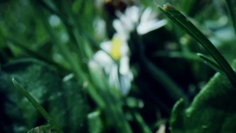 4k Macro Bug Eye View Through Plants and Grass Stock Footage 106786540