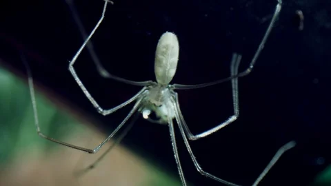 4k Macro Bug Eye View of a Spider Stock Footage 106786698