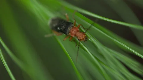 4k Macro of Bug on Pine Needles Stock Footage 51470910
