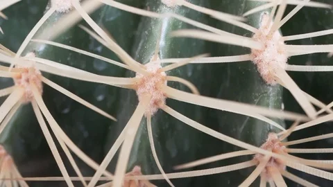 4k macro of cactus sting Stock Footage 99132312