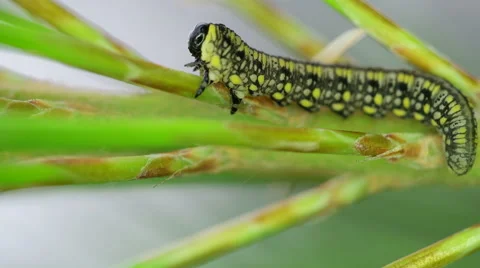 4k Macro Caterpillar moving on stem close up Stock Footage 51469984