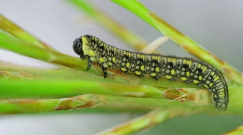 4k Macro Caterpillar on Stem Ultra Close Stock Footage 51472371