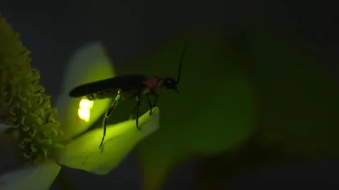4K Macro Close-up Bioluminescent Firefly Beetle Glowing in the Dark Stock Footage 330480165