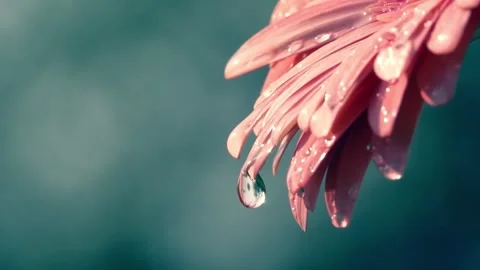 4K Macro Close-Up Pink Gerbera Daisy Water Droplets on Petals Stock-Footage 334440996