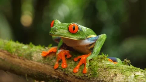 4K Macro Close-Up Red-eyed Tree Frog Agalychnis Callidryas Green Leaf Video stock 334440997