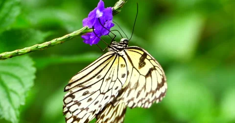 4K Macro Close Up Shot of White Tree Nymph Butterfly on Flower Video stock 63897468