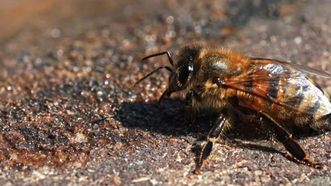 4k Macro close up slow motion honey bee standing then flying away Stock Footage 155275854