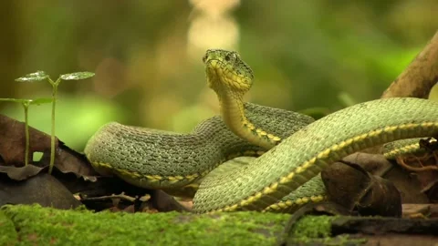 4K Macro Close Up Two Striped Forest Pit Viper Bothrops Bilineatus Stock Footage 334441125
