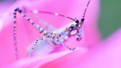 4K macro - cricket on flower Stock Footage 109306180