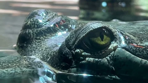 4K Macro Crocodile Head – Open Green Eye Close-Up Cinematic B-Roll Footage Stock Footage 233210045