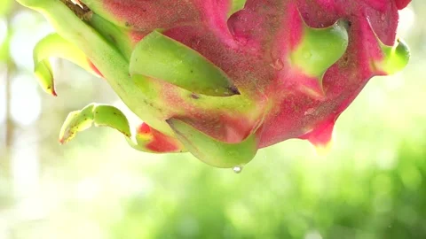 4K Macro: Dewy Dragon Fruit Glistening on Cactus Stem in Morning Sun. Stock Footage 315388580
