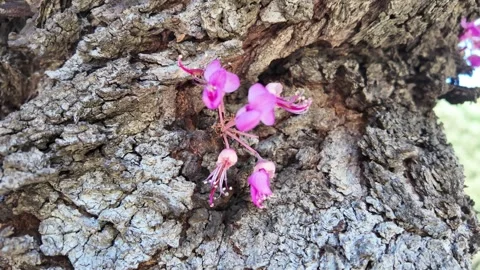4K Macro Exploration Of Judas Tree Flowers Stock-Footage 336280123