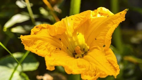 4K Macro Footage of Ants on Flower, Extreme Close-Up Stock Footage 338002188