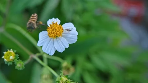 4K Macro Footage of Bee and Hoverfly Sharing Nectar on Wildflower Stock Footage 322874185