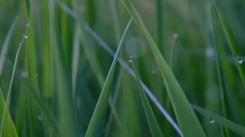 4K Macro Footage Grass Dew Stock Footage 194965438