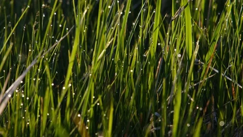 4K Macro Footage Grass on the Sun Stock Footage 194965430