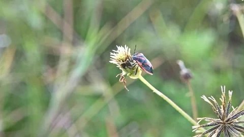 4K Macro Footage of Hemiptera True Bug on Dry Bidens Flower Stock Footage 322874574
