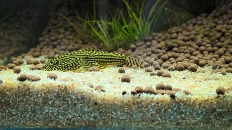 4K Macro Footage of Hillstream Loach Feeding in Planted Freshwater Aquarium Stock Footage 313630139