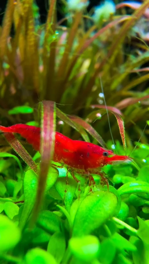 4K Macro Footage of Red Cherry Shrimp Grazing on Biofilm in Aquarium Stock Footage 314192733