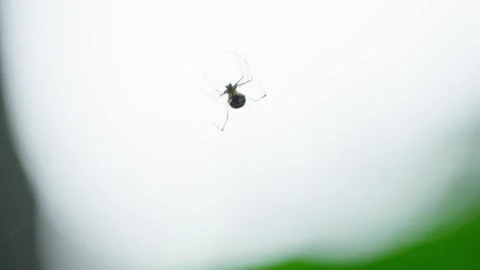 4K Macro Footage of Small Spider on Glowing Web in Backlight Stock Footage 272911491