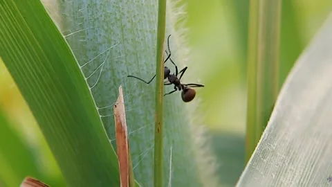 4K Macro of Formica sp. Worker Ants Crawling on Grass Stems, a Symbol of Hard Wo Vídeos de archivo 319340001
