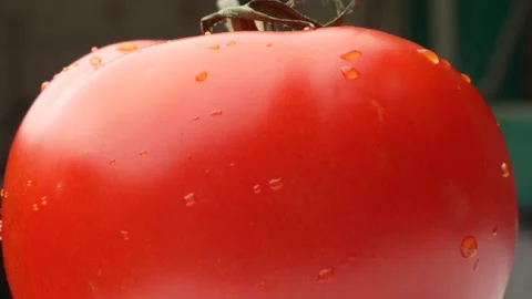 4K Macro of a Fresh Red Tomato with Glistening Water Droplets. Stock Footage 316953333
